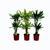 ZMAJEVKA MIX 3 SORT L17