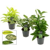 ZMAJEVKA SURCULOSA L12 CM