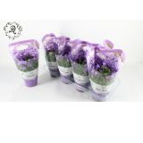 ZVONČNICA DARK TAKE PURPLE L12