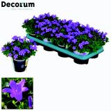 ZVONČNICA PORTO L11