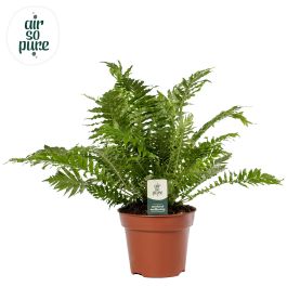Praprot Green Lady L12 Cm - Merkur.si