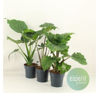 ALOKAZIJA MIX L17 CM