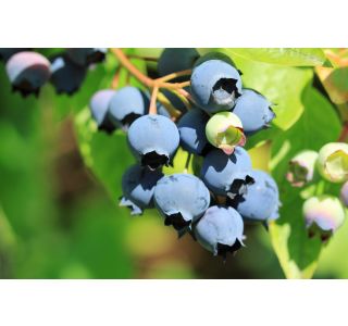 AMERIŠKA BOROVNICA LIBERTY L19 CM