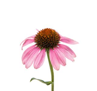 AMERIŠKI SLAMNIK AMERIŠKI SLAMNIK L10 CM AMERIŠKI SLAMNIK AMERIŠKI SLAMNIK L10 CM