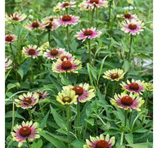 AMERIŠKI SLAMNIK GREEN TWISTER L13 CM L13 CM