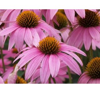 AMERIŠKI SLAMNIK MAGNUS L13 CM AMERIŠKI SLAMNIK MAGNUS L13 CM