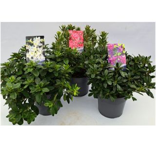 AZALEJA JAPONSKA MIX L2 L