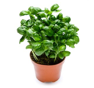 BAZILIKA BAZILIKA L10 CM