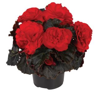 BEGONIJA TUBERHYBRIDA LONEC 12 BEGONIJA TUBERHYBRIDA LONEC 12