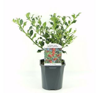 BODIKA ALASKA (SAMOOPLODNA) L2 L BODIKA ALASKA (SAMOOPLODNA) L2 L