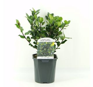 BODIKA BLUE PRINCE (MOŠKI) L2 L BODIKA BLUE PRINCE (MOŠKI) L2 L