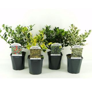 BODIKA ILEX AQUIFOLIUM-BOŽJE DREVCE L17 CM BODIKA ILEX AQUIFOLIUM-BOŽJE DREVCE L17 CM