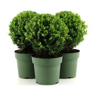 BODIKA JENNY KROGLA FI 20 CM L2 L BODIKA JENNY KROGLA FI 20 CM L2 L