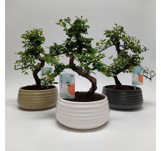 NOTRANJI SPIRALA L19 CM V OKRAS. LON. NOTRANJI SPIRALA L19 CM V OKRAS. LON.