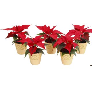 BOŽIČNA ZVEZDA MINI V OKRAS. LON. L6 CM