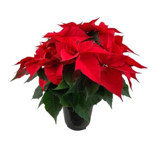 BOŽIČNA ZVEZDA XL L13 CM