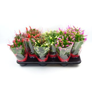 BOŽIČNI KAKTUS MIX L10.5 CM BOŽIČNI KAKTUS MIX L10.5 CM