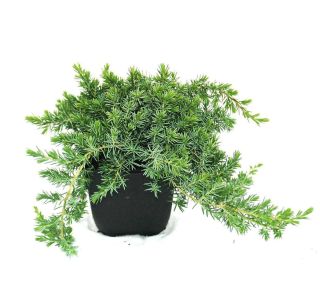 BRIN BLUE PACIFIC L2 L