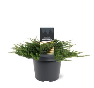 BRIN PRINCE OF WALES L3 L BRIN PRINCE OF WALES L3 L