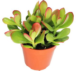 KRASULA SUNSET L12 CM KRASULA SUNSET L12 CM