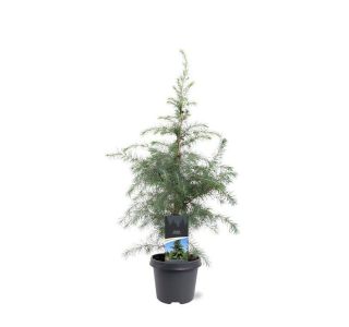 CEDRA CEDRUS DEODARA L23 CM