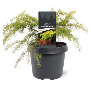 CEDRA DEODARA GOLDEN HORIZON