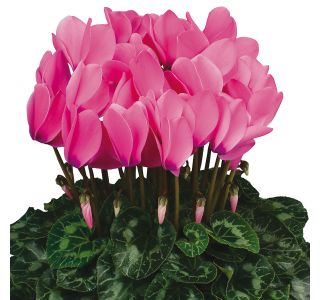 CIKLAMA CYCLAMEN PERSICUM L12 HALIOS