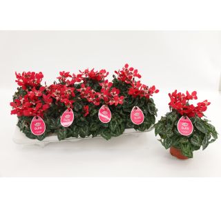 CIKLAMA DJIX RDEČA L10.5 CM