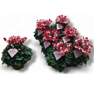 CIKLAMA DJIX RDEČA L10.5 CM