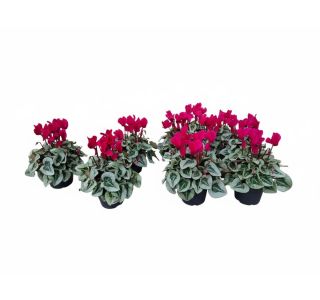 SUPER SERIA VIOLET L12 CM SUPER SERIA VIOLET L12 CM