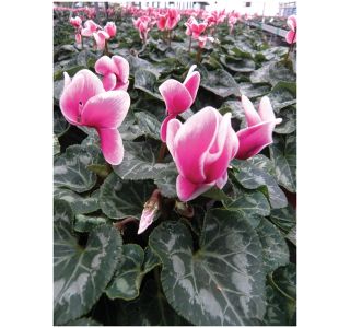 CIKLAMA VOLMARY ANGEL WINGS MIDI L12 MIX