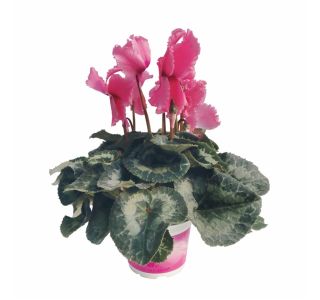 CIKLAMA VOLMARY ANGELITO MIDI L12 MIX