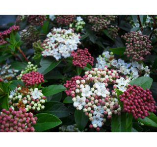 CVETOČA GRMOVNICA BROGOVIA L15 VIBURNUM TINUS