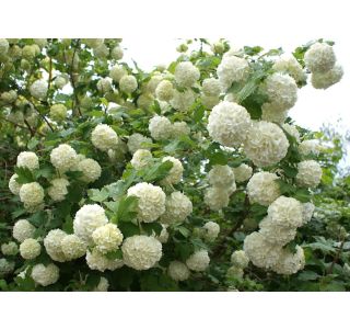 BROGOVITA SNEŽNA KEPA L 2L