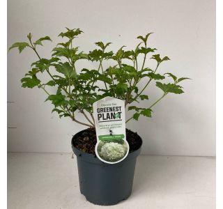 BROGOVITA SNEŽNA KEPA (VIBURNUM ROSEUM) POT 19