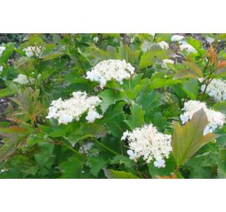 BROGOVITA (VIBURNUM COMPACTUM) L19CM