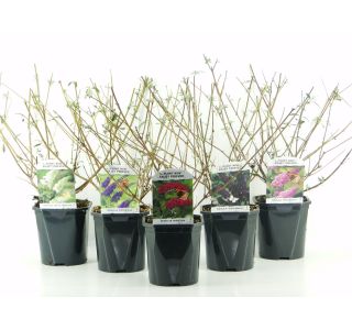 CVETOČA GRMOVNICA METULJNIK L2 L