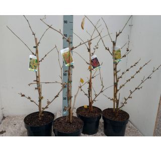 CVETOČA GRMOVNICA NEPOZEBNIK (HAMAMELIS) L21 CM