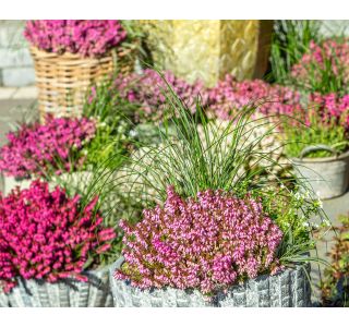 CVETOČA GRMOVNICA RESA (ERICA DARLEYENSIS) L10.5 CM