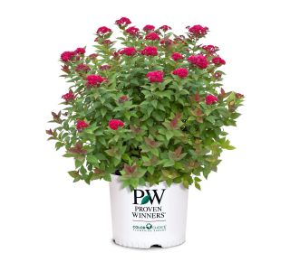 CVETOČA GRMOVNICA SPIREJA DOUBLE L3 L