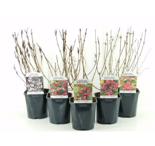 CVETOČA GRMOVNICA VAJGELIJA L2 L