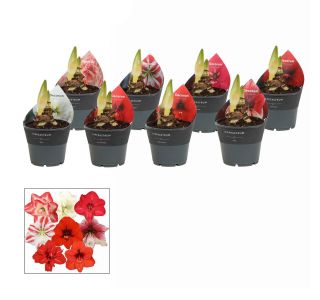 CVETOČA SOBNA RASTLINA AMARILIS ALI VITEZOVA ZVEZDA 1ST L12 CM CVETOČA SOBNA RASTLINA AMARILIS ALI VITEZOVA ZVEZDA 1ST L12 CM