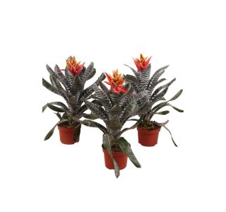 EHMEJA REBECCA L12 CM