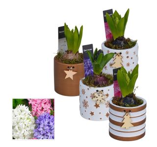 HIJACINTA ARANŽMA BOŽIČNI HL13402