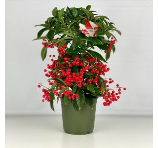 CVETOČA SOBNA RASTLINA KORALNA JAGODA 