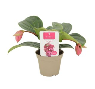 MEDINILA PICCOLINI CANDY L14 CM