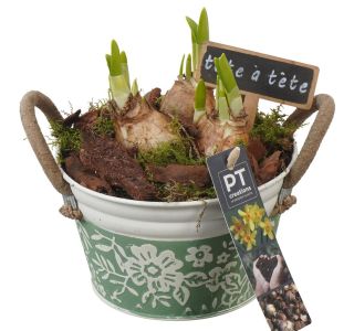 NARCISA  PTN8568 ARANŽMA L15 CM