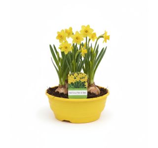 NARCISA TETE A TETE V SKLEDI L16 CM