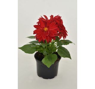 DALIJA L10 DALIJA L10