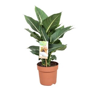 DIFENBAHIJA GREEN MAGIC L17 CM